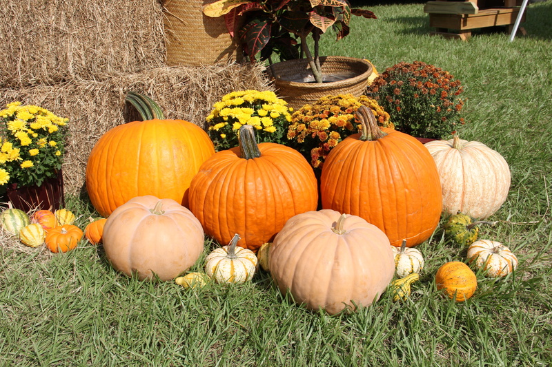 fall, food, crop, 5K, halloween, orange Color, autumn, day, nature, outdoors, vegetables, field, green, no people, gourds, pumpkins, growth, plant, food and drink