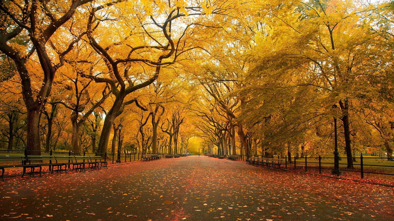 park, hd, autumn, 1080P, orange, leafs, trees, yellow, benches