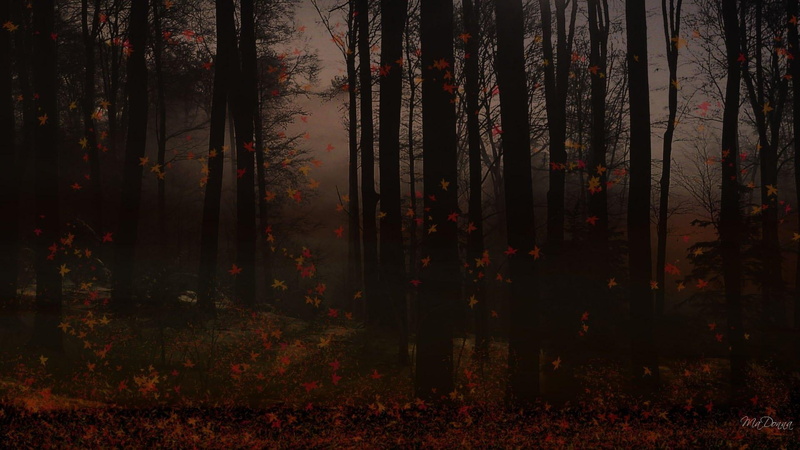 forest, 3d and abstract, dusk, 1080P, widescreen, woods, autumn, fall, evening, firefox persona
