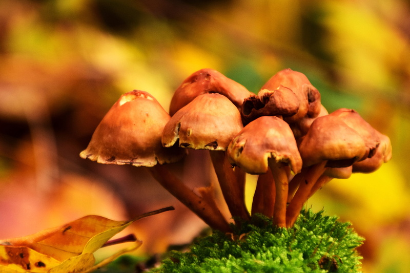 wilted plant, plant, beauty in nature, macro, stem, organic, growth, autumn, 4K, selective focus, fall, fungus, Wild mushrooms, cap, Autumn/Fall, no people