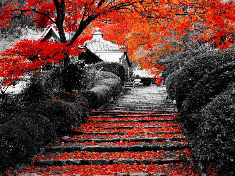 autumn, growth, beauty in nature, plant part, no people, the way forward, outdoors, stairs, selective, built structure, nature, lotus flowers, 720P, tree