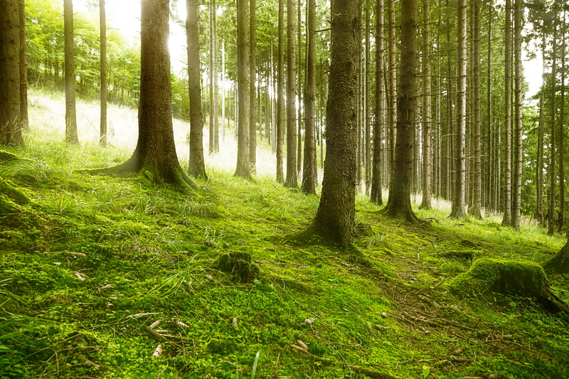 tree, woodland, 6D, Sonne, trees, outdoors, sunlight, Wald, shot, Wälder, forest, cc, 5K, Germany, landscape, Harz, environment, photo, green Color, NAtur