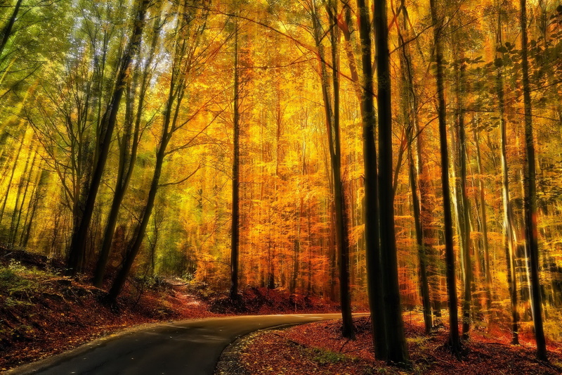 transportation, woodland, non-urban scene, trunk, trees, path, forest, yellow, nature, change, tranquil scene, tranquility, tree, landscape, fall, road