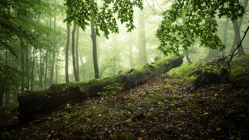 daytime, Wald, Canon, nature, landscape, 6D, Wälder, outdoors, Nebel, leaf, fog, lot, green Color, wood, 5K, tree, green, Harz, woodland, green leaf, Sachsen-Anhalt