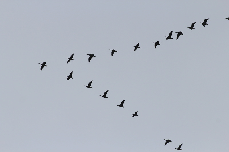 migratory birds, swarm, bird, low angle view, animal, motion, flock of birds, animal themes, nature, mid-air, formation, forming, no people, vertebrate