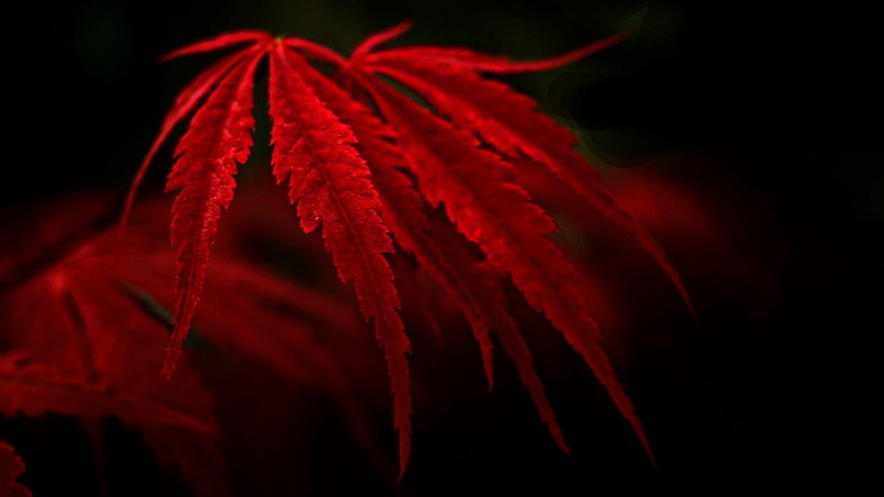 dark, 1080P, autumn, abstract, selective focus, indoors, nature, food, vibrant color, leaf, black background, studio shot, red, food and drink, textile