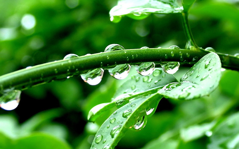 leaves, rain, water drops, 1080P, green