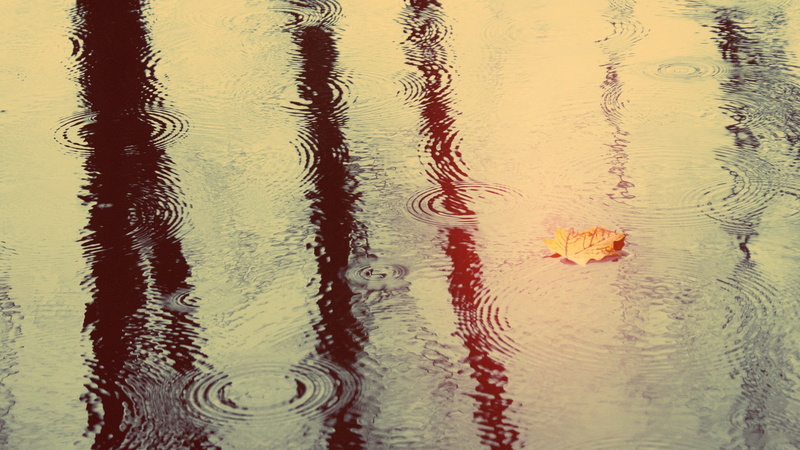photography, nature, animal themes, day, backgrounds, animal, vertebrate, waterfront, full frame, outdoors, rippled, wet, 1080P, water, beauty in nature
