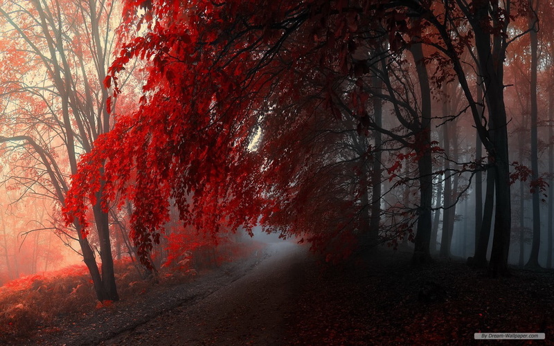 beauty in nature, tree, leafed, no people, land, autumn, autumn collection, red, tranquility, 720P, plant, plant part, trunk, change, transportation, fall