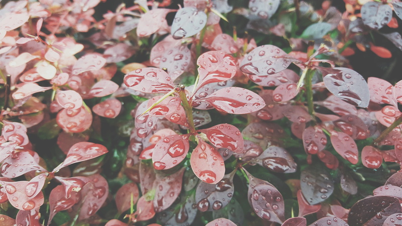 vulnerability, day, pink color, pollen, focus on foreground, water drops, flower, inflorescence, flowering plant, beauty in nature, full frame, raindrop