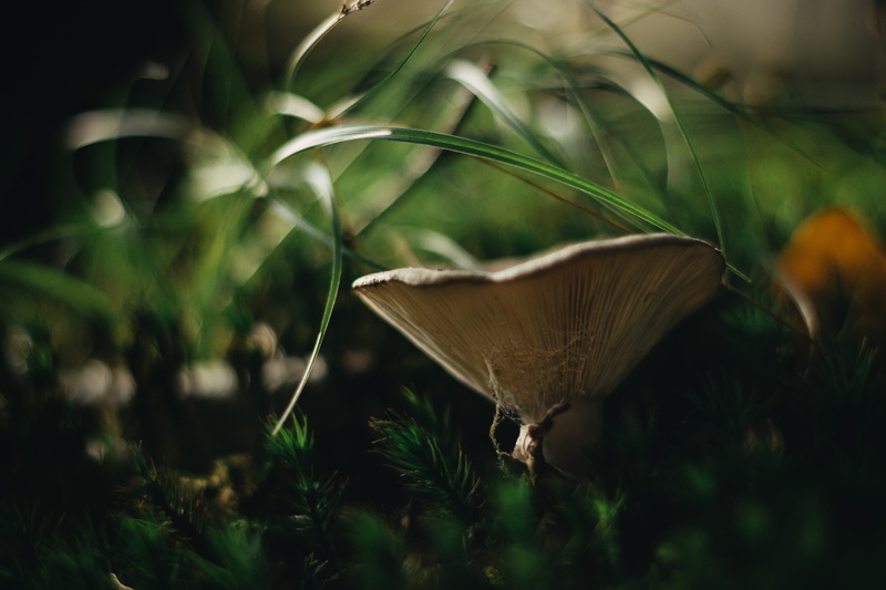 close-up, collect, mushroom, ground, plant part, on the ground, leaves, forest, green color, outdoors, mushroom picking, fall leaves, day, autumn, forest mushrooms