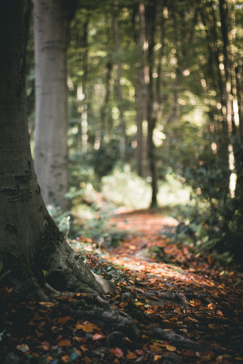 change, plant part, outside, mood, cozy, sunshine, germany, sunlight, colours, beauty in nature, earth, leaves, forest, nature, woodland, focus on foreground