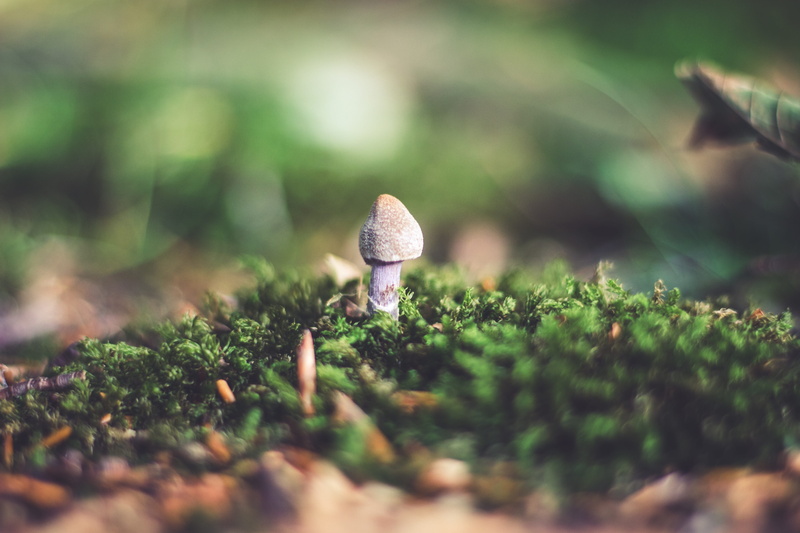 fall leaves, brown, aggression, green, toadstool, vulnerability, season, yellow, day, october, of course, germany, moss, plant, mushrooms, forest mushrooms