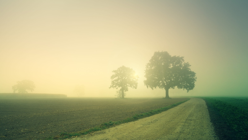 tranquil scene, trees, arable, 5K, land, non-urban scene, meadow, romantic, road, no people, landscape, foggy, tranquility, haze, tree, autumn, dawn, morgenstimmung