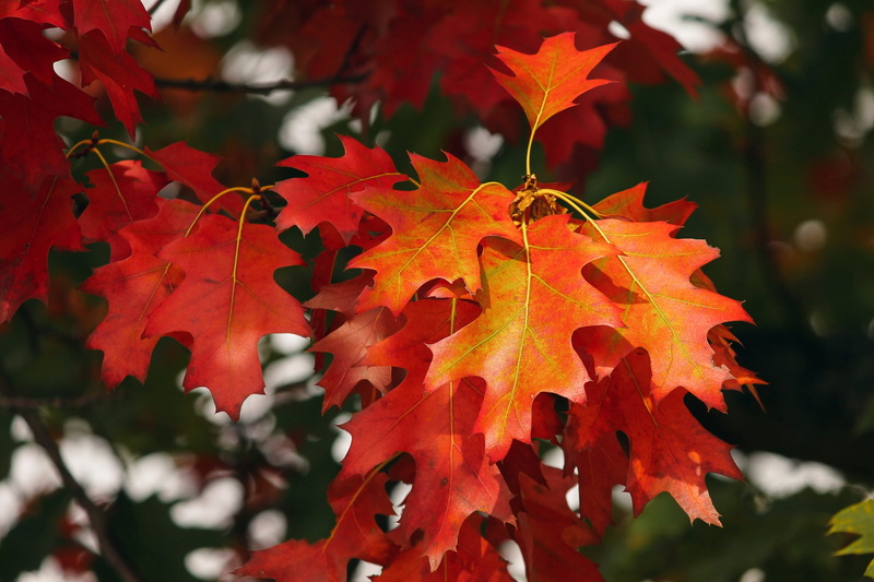 fall leaves, leaf, autumn collection, tree, nature, color, outdoors, red, maple leaf, orange color, fall foliage, no people, natural condition, day, autumn