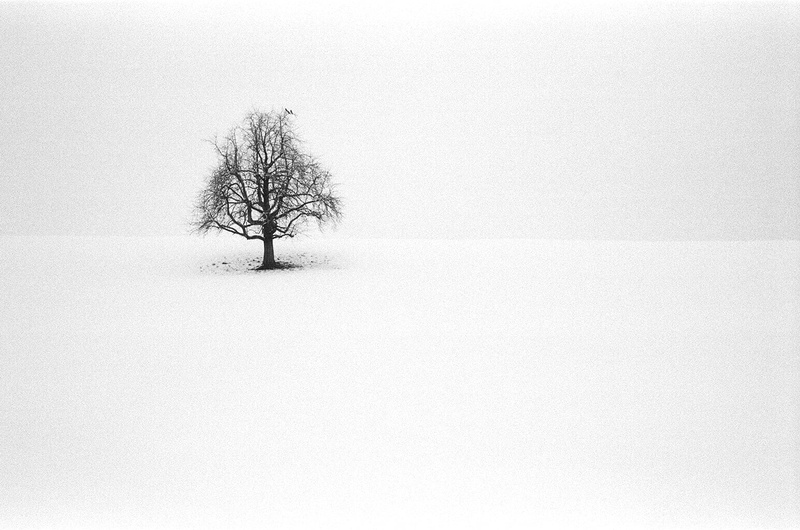 winter, outdoors, Mist, leaf, cold - Temperature, less, black leaf, black, Fog, Hütten, branch, nature, season, film, 720P, photo, white, Ilford Delta