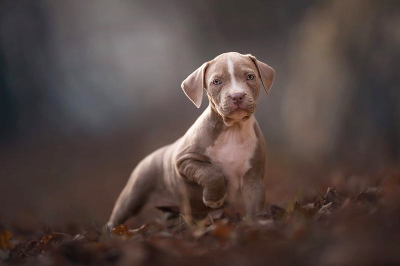 leaves, beige, paws, friendly, dog, nature, brown, look, face, autumn, American pit bull Terrier, background, 1080P, mood, puppy, pose, foliage, baby