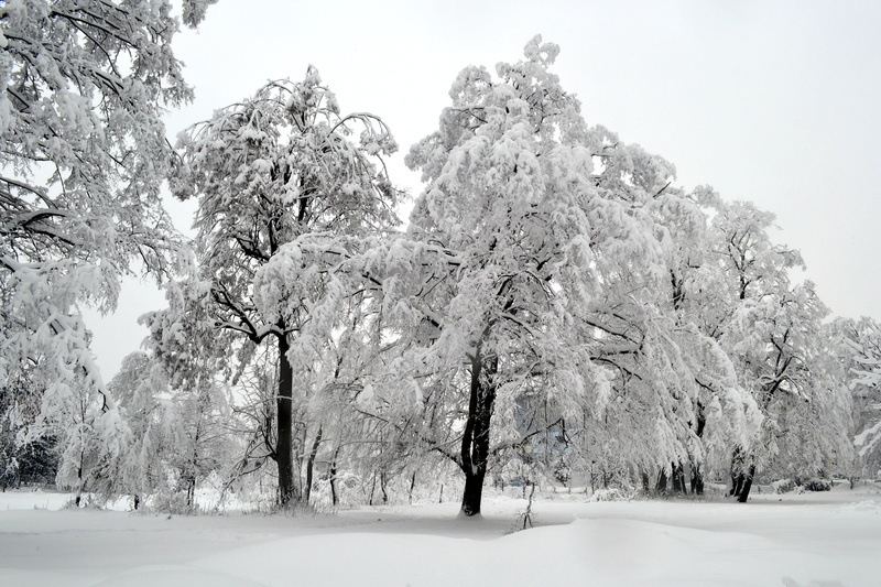 cold temperature, days, cold - Temperature, trees, season, outdoors, scenics - nature, tranquility, snowy, grayscale, winter, white, tranquil scene, snow