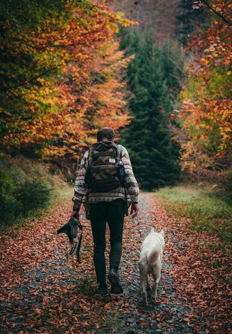 husky, love, daytime, autumn, hiking, together, pet owner, beauty, path, one person, nature, walking, scenery, folk, animal, outdoors, beautiful, domestic animals