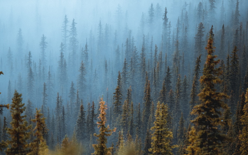 mist, woodland, exploration, adventure, moody, outdoors, wilderness Area, foggy, backgrounds, dark, travel, blue, non-Urban Scene, wander, coniferous Tree