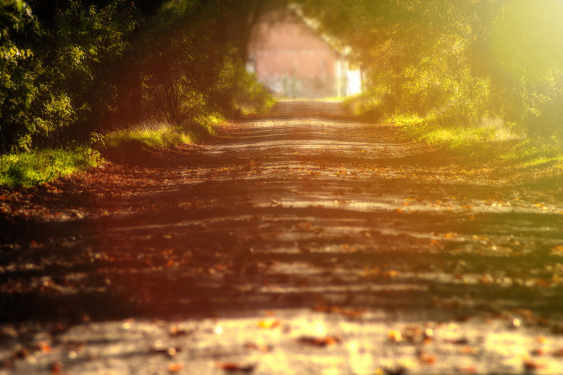 tranquility, 5K, tree, flora, no people, day, selective focus, tranquil scene, the way forward, direction, land, gravel, growth, dirt road, pathway, marsh