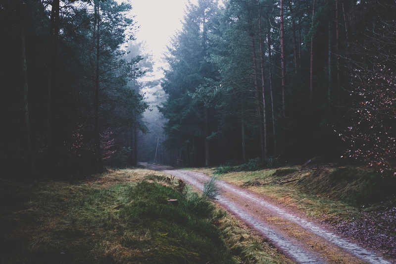 fog, scenics - nature, day, tree, leafed, no people, path, forest, tranquil scene, darkness, germany, plant, growth, non-urban scene, outdoors, pathway