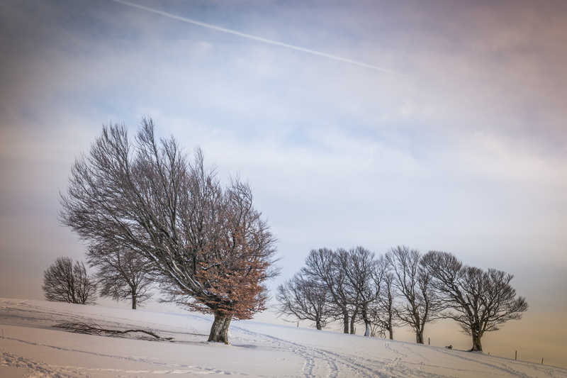 5K, schauinsland, cloud - sky, cold temperature, scenics - nature, frost, wind buche, snowy, winter, wintry, vapor trail, plant, isolated, winter dream