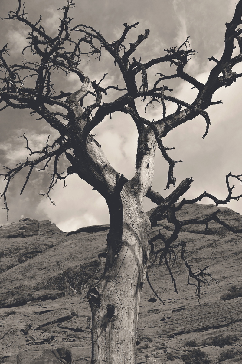 trunk, mountains, black, red rock, light, canyon, air, day, tranquility, tree trunk, cold, silhouette, branch, sky, non-urban scene, west, climate, california