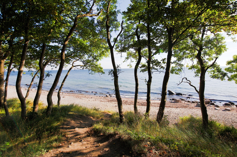 beach landscape, growth, 5K, tranquility, waters, dune, baltic sea, plant, wind, sun, season, sky, tree, summer, land, grass, beach, forest, landscape