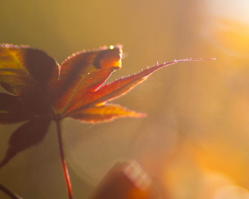 autumn  fall, sunlight, leaf, season, autumn, yellow, Soft Light, dramatic, beauty In Nature, macro shot, 2K, outdoors, nature, close-up, foliage, macro