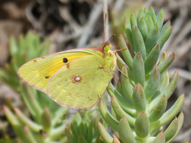 leaf, invertebrate, butterfly - insect, nature, focus on foreground, animal wildlife, plant part, growth, close-up, day, beauty in nature, insect, gross floor