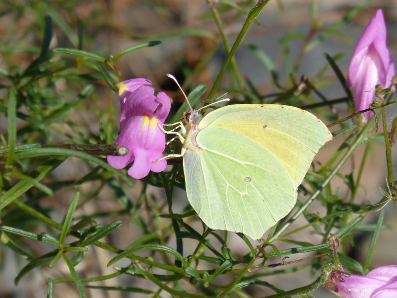 fragility, day, libar, gonepteryx cleopatra, green color, petaled, 2K, pink color, flower, growth, beauty in nature, vulnerability, no people, plant, pollination
