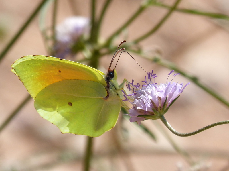 animals in the wild, animal themes, growth, close-up, cleopatra, butterfly, flower, invertebrate, libar, purple, vulnerability, insect, beauty in nature