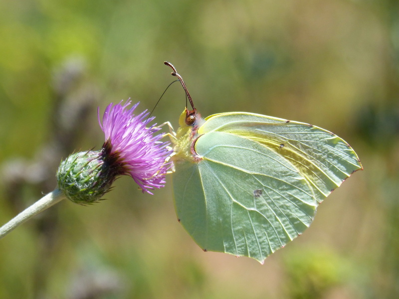 insect, invertebrate, gonepteryx cleopatra, animal wildlife, green color, growth, flowering plant, no people, butterfly, pollination, fragility, plant part