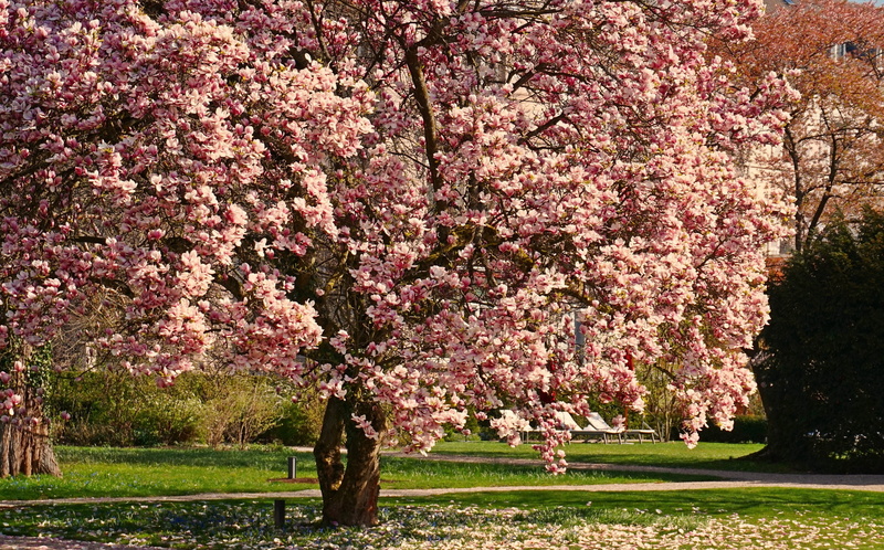 blossom 4k high defination, flower, fragility, pink color, nature, park, blossom, springtime, beauty in nature, spring, change, day, tranquility, plant