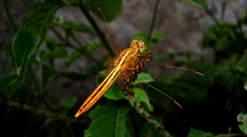 Beauty, animal wing, Colors, butterfly - insect, no people, green color, flower, Define, Dragonfly, beauty in nature, animal wildlife, 4K, leaf, Insects