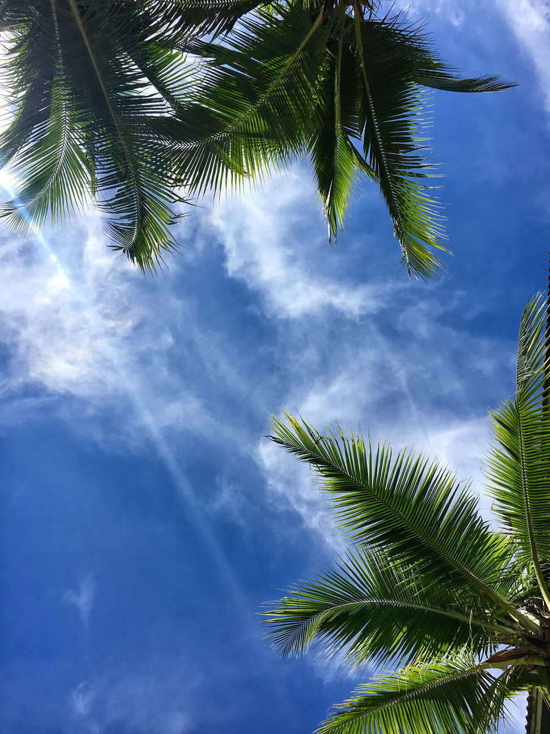 sunlight, tranquility, nature, growth, low angle view, palm tree, treetop, 4K, day, directly below, leaf, tropical climate, palm leaf, tranquil scene