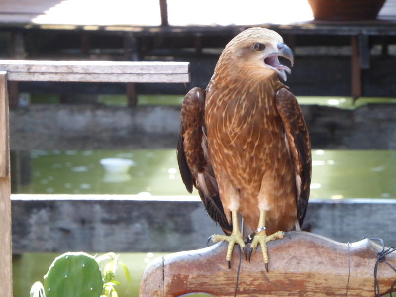 day, no people, wood - material, animals in the wild, zoology, beak, animal wildlife, thailand, outdoors, vertebrate, krabi, front view, eagle, bird, bird of prey