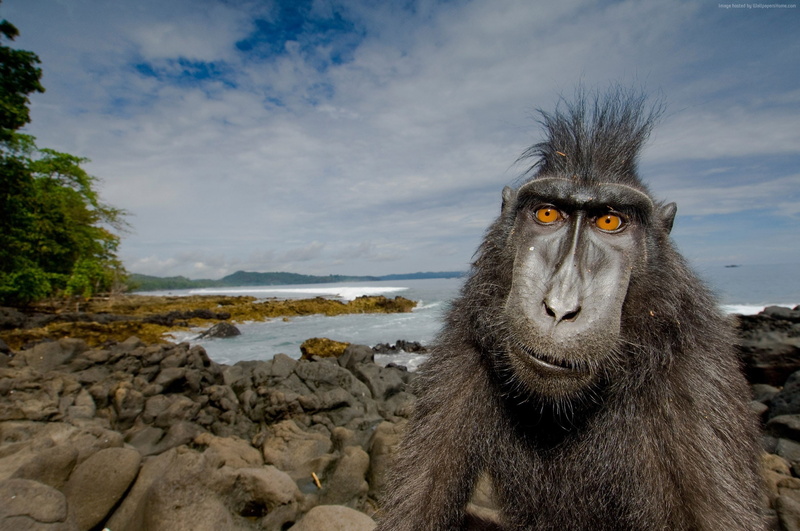 funny, cute animals, monkey, 1080P, baboon