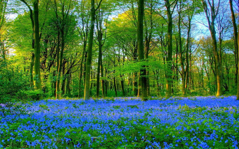 1080P, down, northington, forests, bluebell, trees-grass, england, nature, bluebells, carpet