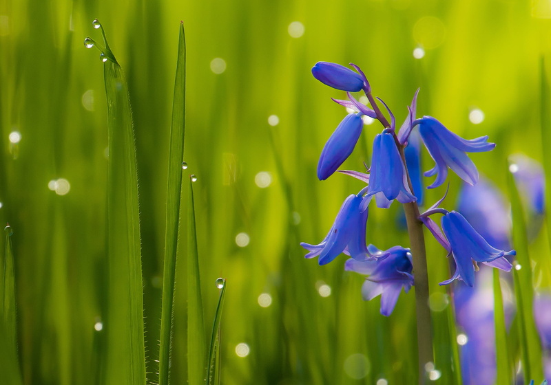 close-up, inflorescence, growth, macro, blade of grass, day, petal, focus on foreground, grass, flowering plant, plant, flower head, bluebell, no people