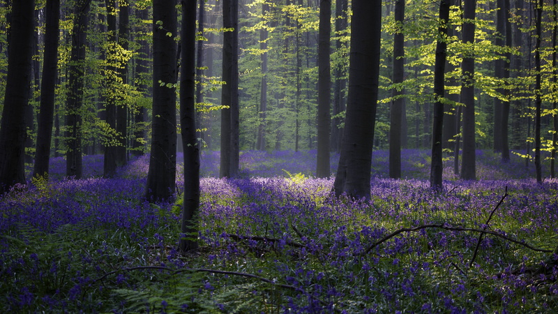 4k, bluebell, 5K, Halle, rise, bellow, 5k, spring, high, sunlight, purple, Belgium, flowers, forest, trees