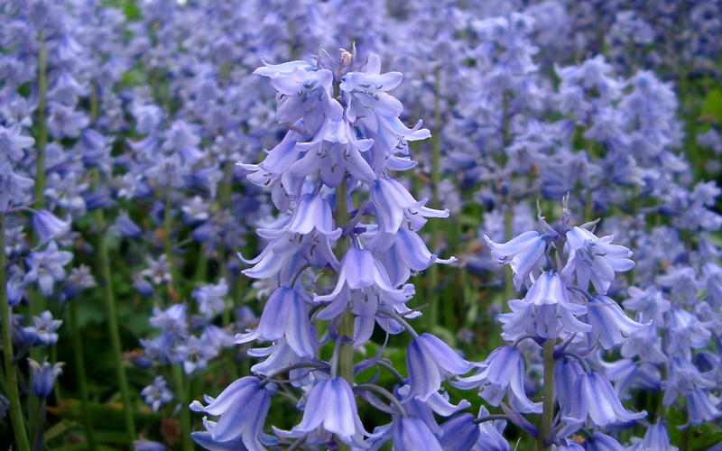 wallpapers, plant, flowering plant, bells, bluebells, nature, flowers, focus on foreground, close-up, lavender, petal, vulnerability, 4K, beauty in nature
