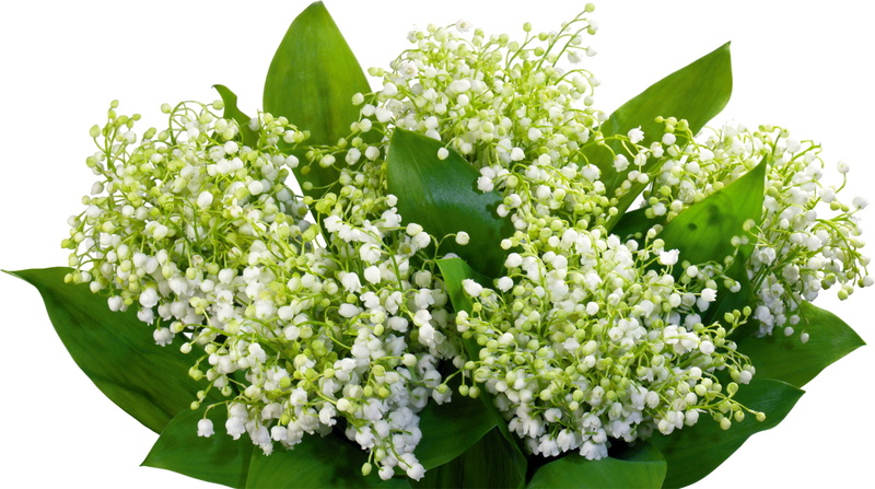 springtime, leaf, bouquet, inflorescence, stem, lilys of the valley, nature, lily-of-the-valley, beauty In Nature, isolated, close-up, white, 2K, flowers