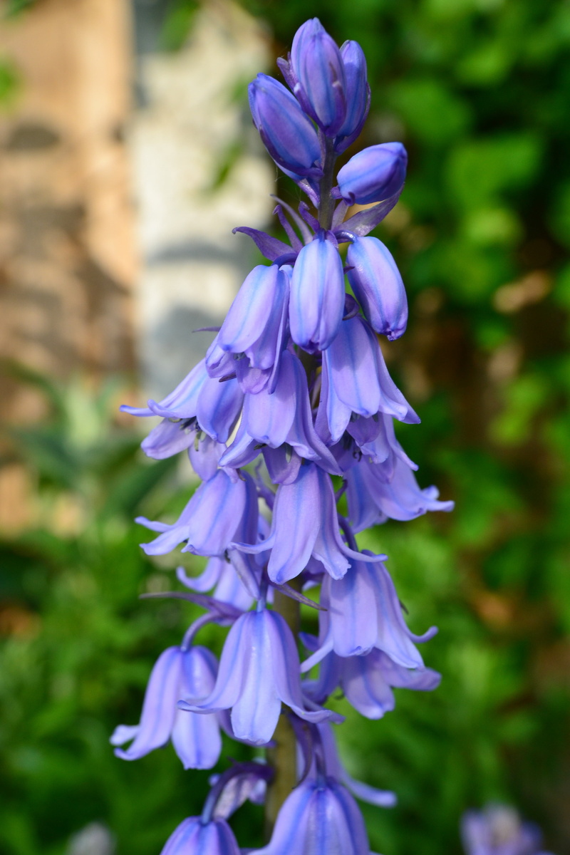 bulb, day, close-up, flower Head, plant, blue, purple, no people, relaxation, perennial, lilac, freshness, focus on foreground, cultivated bluebell, nature