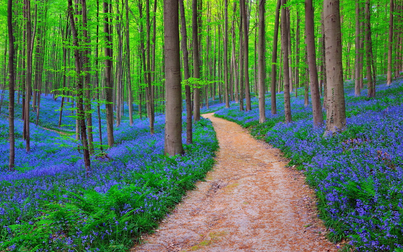 footpath, the way forward, green color, flowering plant, flower, tree, 1080P, Belgium, trail, tranquil scene, outdoors, woodland, tree trunk, tranquility