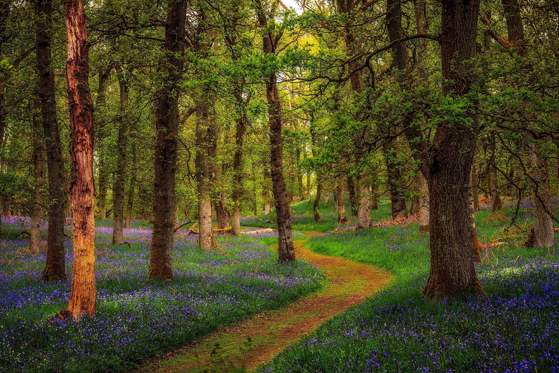 1080P, forest, Bluebell Woods, Perthshire, Scotland