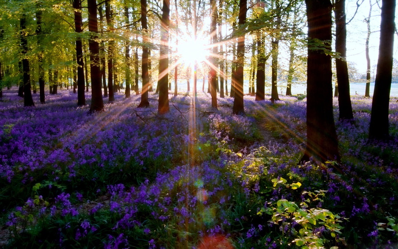 flower, scenics - nature, no People, non-Urban Scene, multi Colored, season, color Image, green Color, forest, light - Natural Phenomenon, field, lens flare