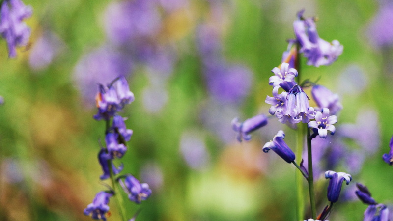 flowering plant, lavender, green Color, nature, photography, focus on foreground, growth, no People, macro, flower, outdoors, springtime, Bluebell Wood