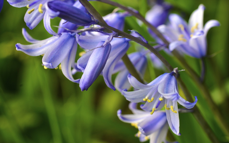 day, flowers, inflorescence, plant, focus on foreground, honey, flower head, close-up, springtime, flowering plant, selective focus, computer, freshness